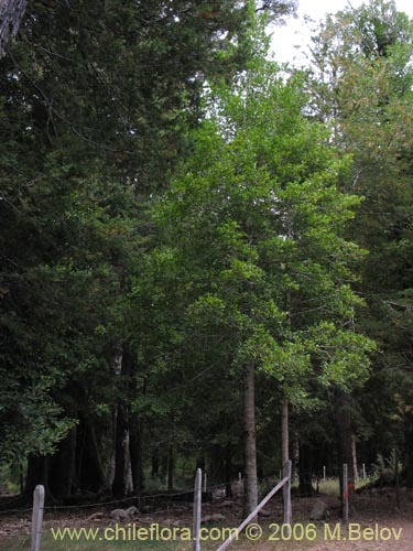 Imágen de Weinmannia trichosperma (Tineo / Palo santo). Haga un clic para aumentar parte de imágen.